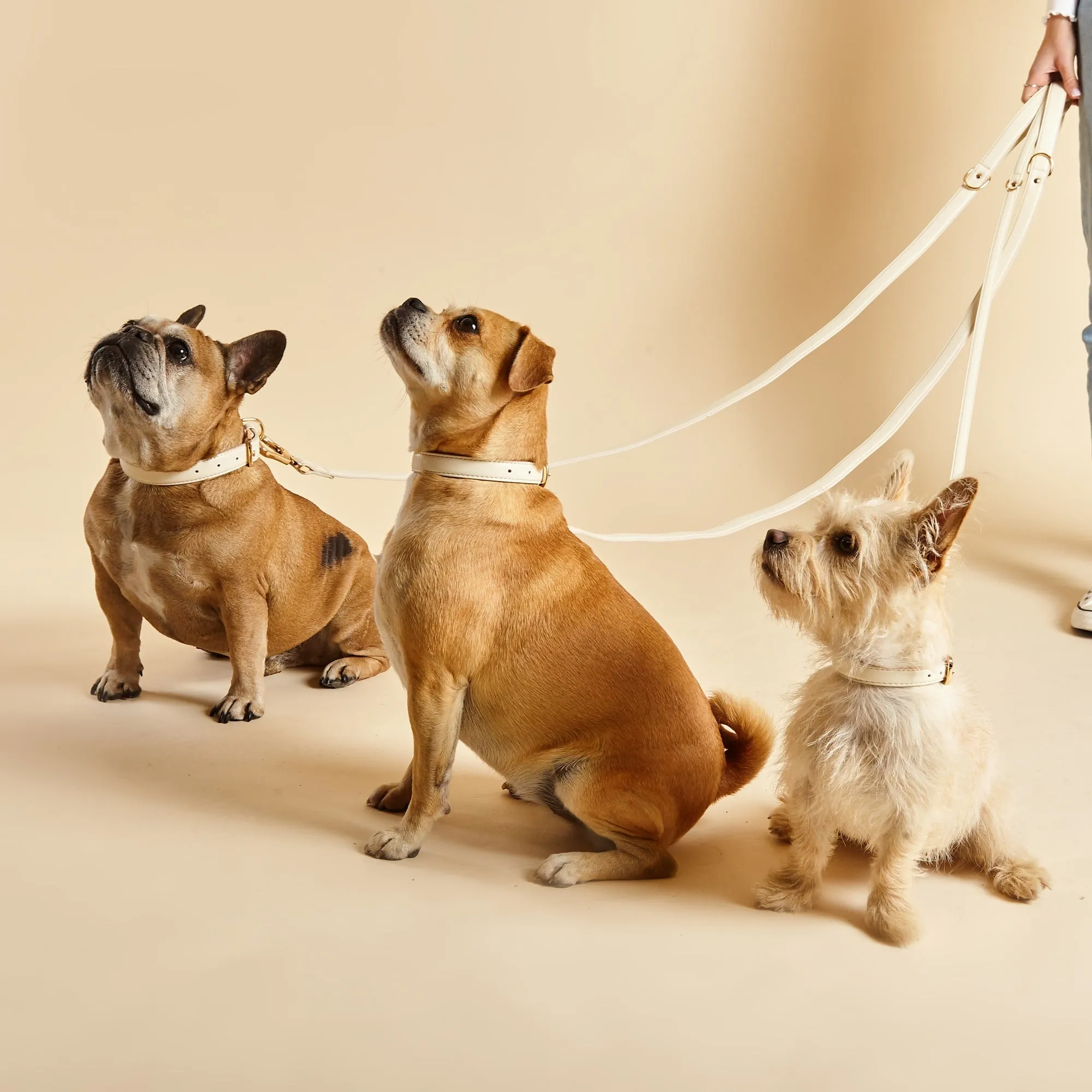 Light Ivory Dog Collar & Lead Set