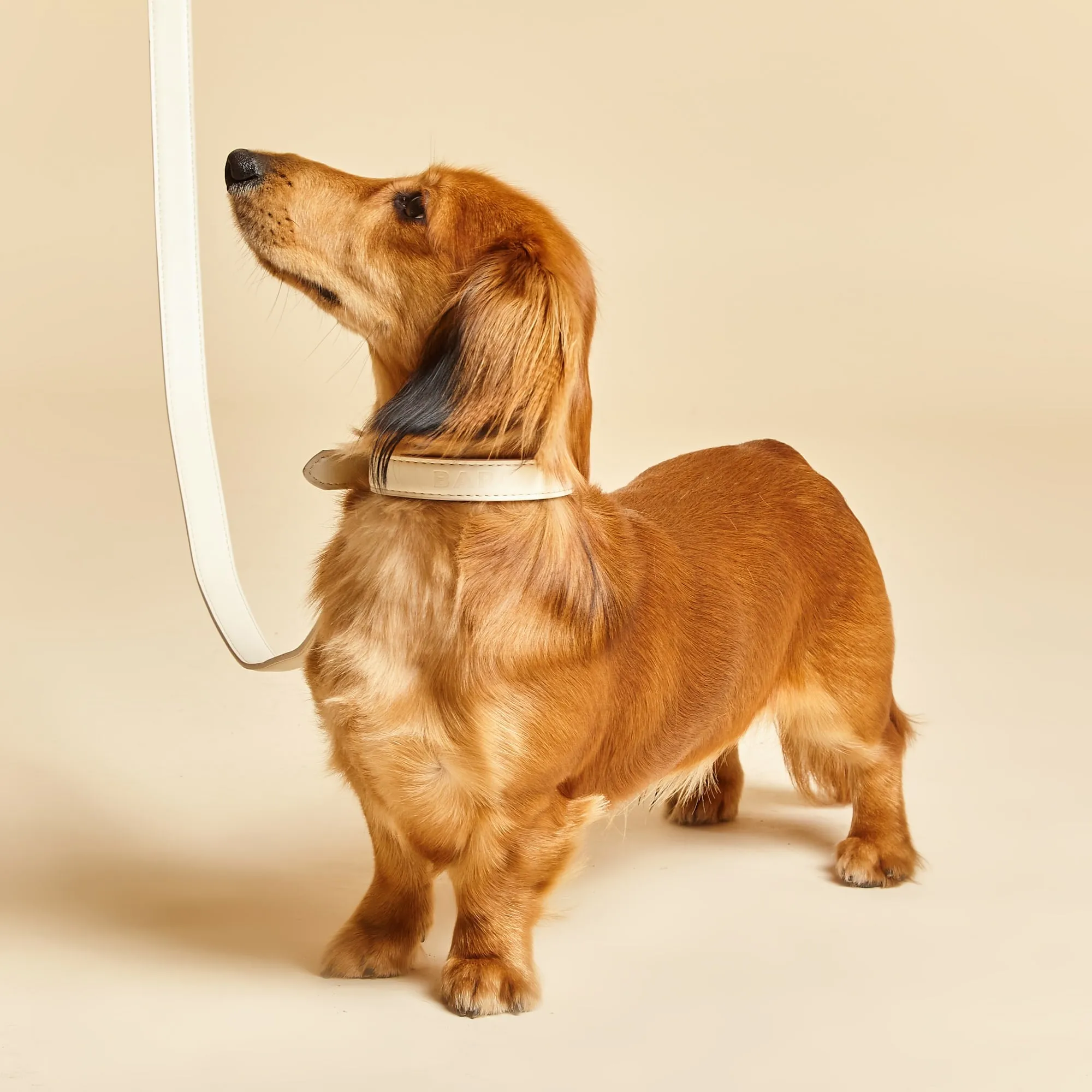Light Ivory Dog Collar & Lead Set